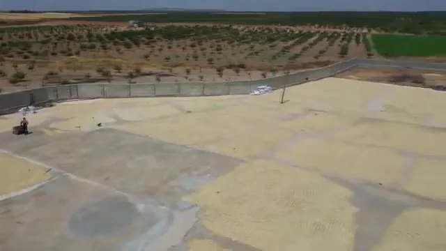 Antep Fıstığında Hasat Zamanı: Barak Ovası'nda Yeşil Altın