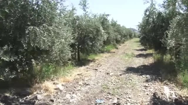 Hatay Aktepe'de Zeytinde Bitki Besleme ve Her Yıl Verim