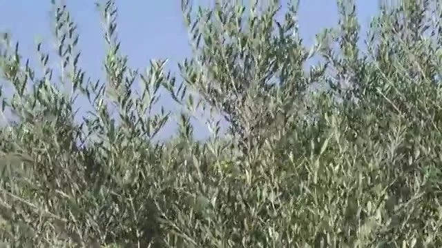 Arbequina Zeytini: İspanyol Bodur Çeşitle Yüksek Verim