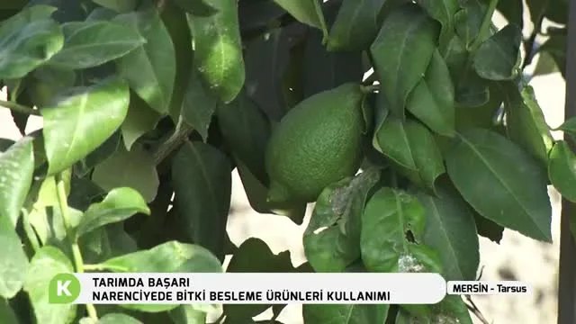 Tarsus'ta Narenciye ve Limon Beslemesi: Don Zararına Karşı Çözüm
