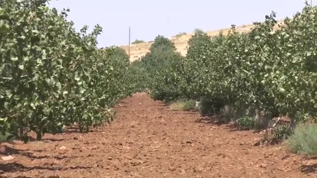 Genç Antep Fıstığı Ağaçlarında Karagöz Tutumu ve Bakımı