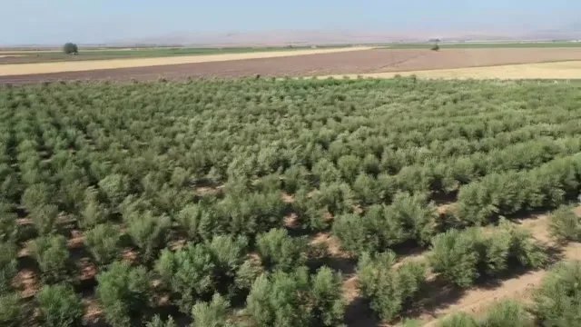 Hatay'da Zeytinde Verimi İkiye Katlayan Besleme Programı
