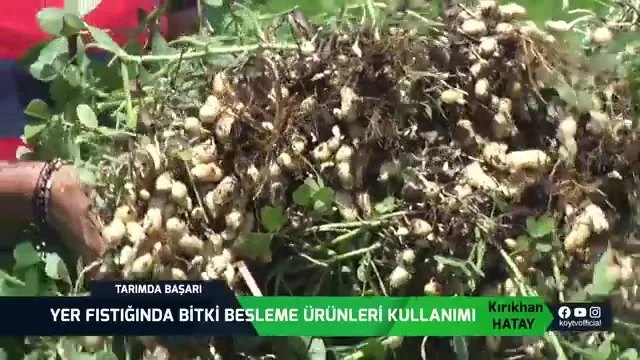 Yer Fıstığında Besleme: Hatay'da Verimi Artıran Uygulamalar