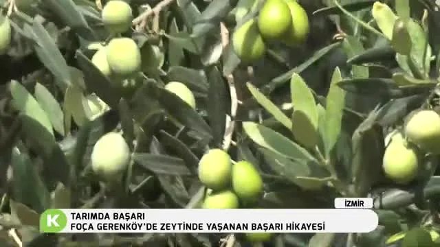 Foça Gerenköy'de Zeytinde Başarı: Halkalı Lekeden Bol Rekolteye