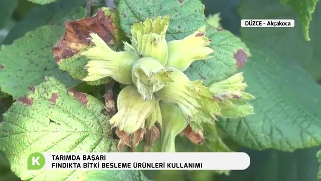 Düzce Akçakoca'da Fındıkta Bitki Besleme ve Bakım Uygulamaları