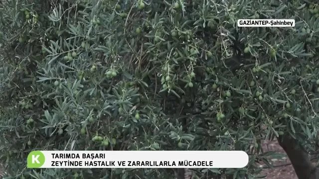 Zeytinde Verimi Artıran Uygulamalar: Gaziantep'ten Saha Notları