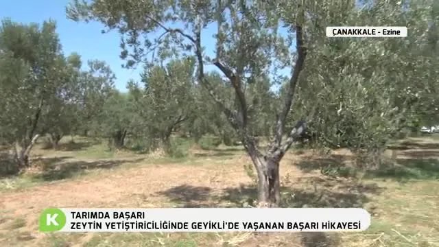 Geyikli Çanakkale'de Zeytin Yetiştiriciliği ve Besleme Rehberi
