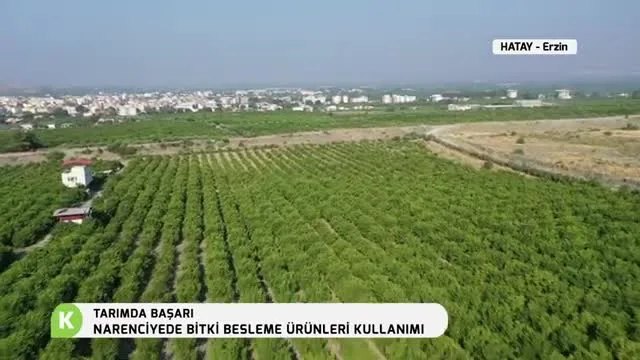 Narenciyede Bitki Besleme: Hatay Erzin'de Verim ve Kalite