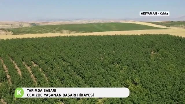 Adıyaman Kahta'da Cevizde Başarı: 5 Yıllık Bahçenin Sırrı