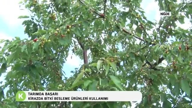 Kirazda Bitki Besleme Ürünleri Kullanımı: Niğde'den Sahada Notlar