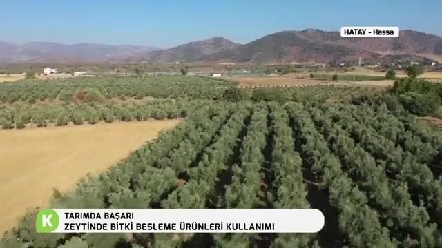 Zeytinde Hastalık ve Zararlılarla Mücadele: Hatay Hassa Örneği