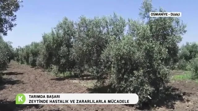 Zeytinde Hastalık ve Zararlılarla Mücadele: Osmaniye Düziçi Örneği