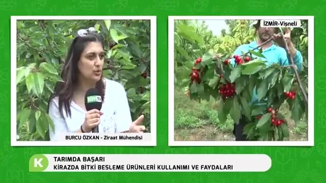 Kiraz Bahçesi Kurulumunda Bilinmesi Gerekenler