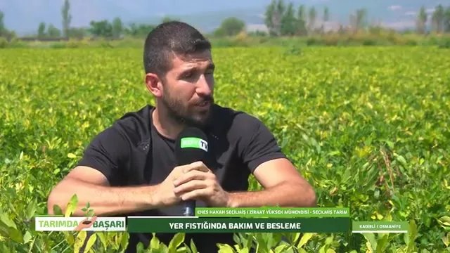 Yer Fıstığında Bakım ve Besleme: Osmaniye'den Saha Notları