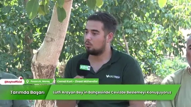 Cevizde Bakım ve Besleme: Pazarcık'tan Verim Hikayesi