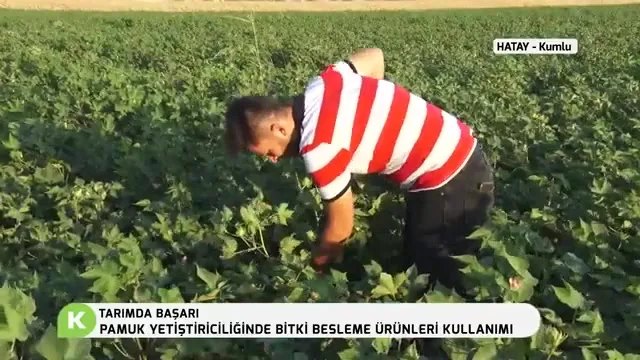 Pamukta Bitki Besleme: Taraklanma, Hastalık ve Zararlı