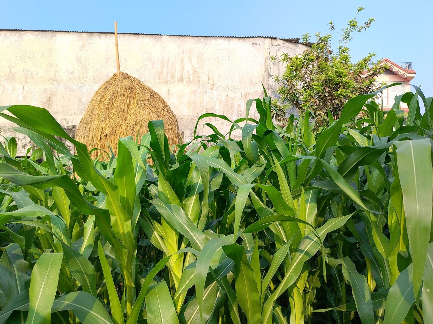 Mısır